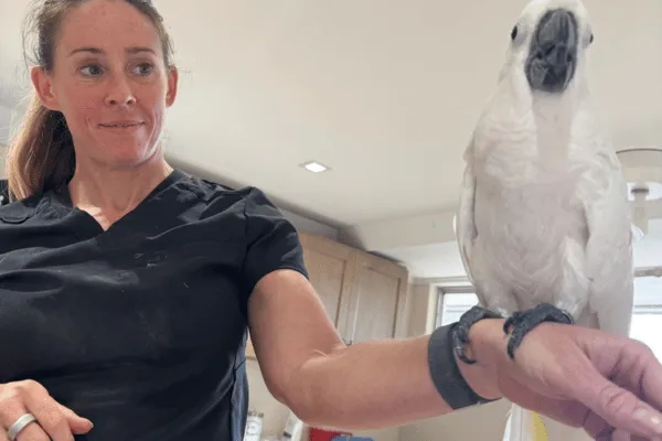 Veterinary team caring for pet