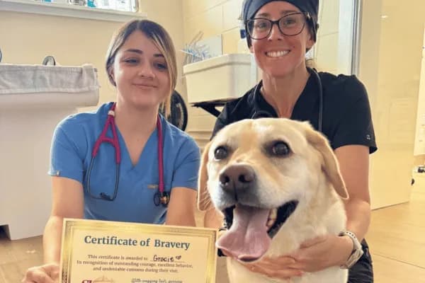 Family veterinary care