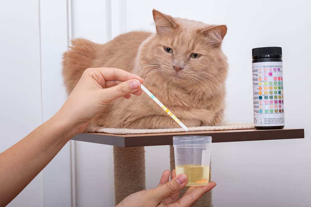 Urinary Stones: Diet Dissolution vs. Surgery