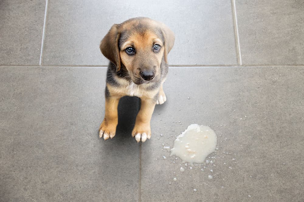 Common Causes of Vomiting in Dogs and What to Do