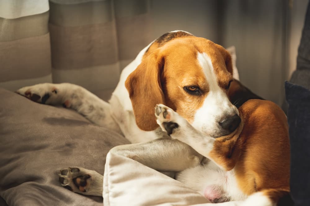 Pet Dehydration in Florida: A Vet's Guide