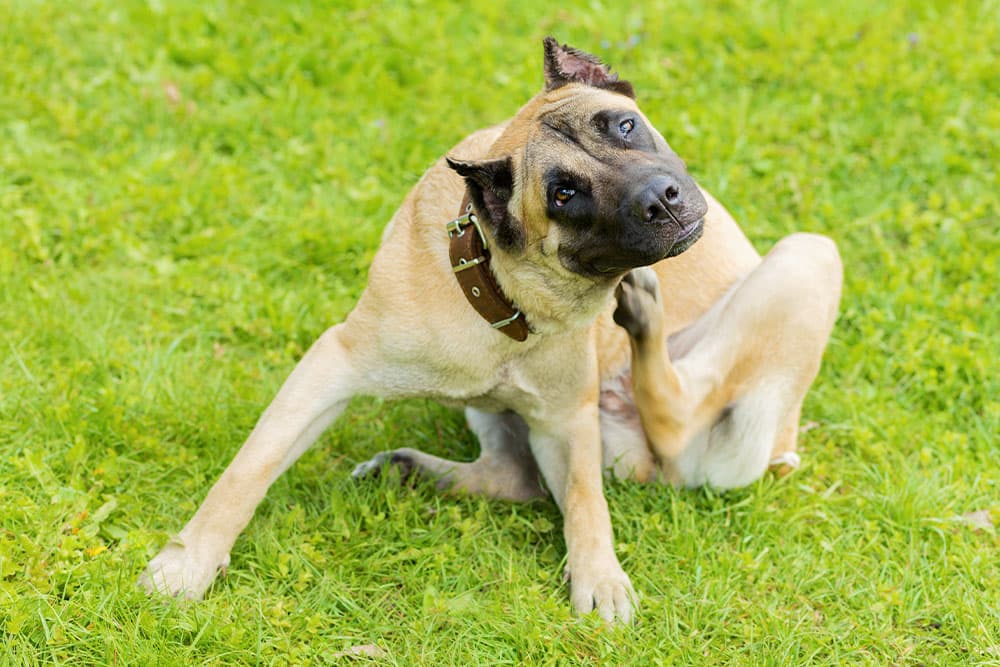Seasonal Allergies in Pets: What's Normal, What's Not, and What Helps