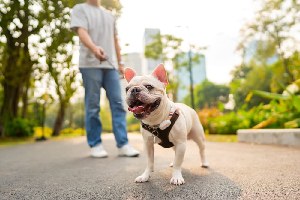 Beyond the Backyard: Safeguarding Your Pet from Diseases While Traveling
