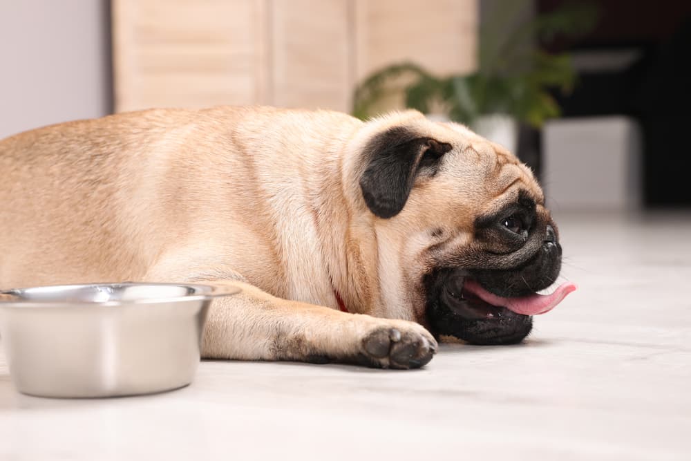 Summer Heat Safety for Florida Pets