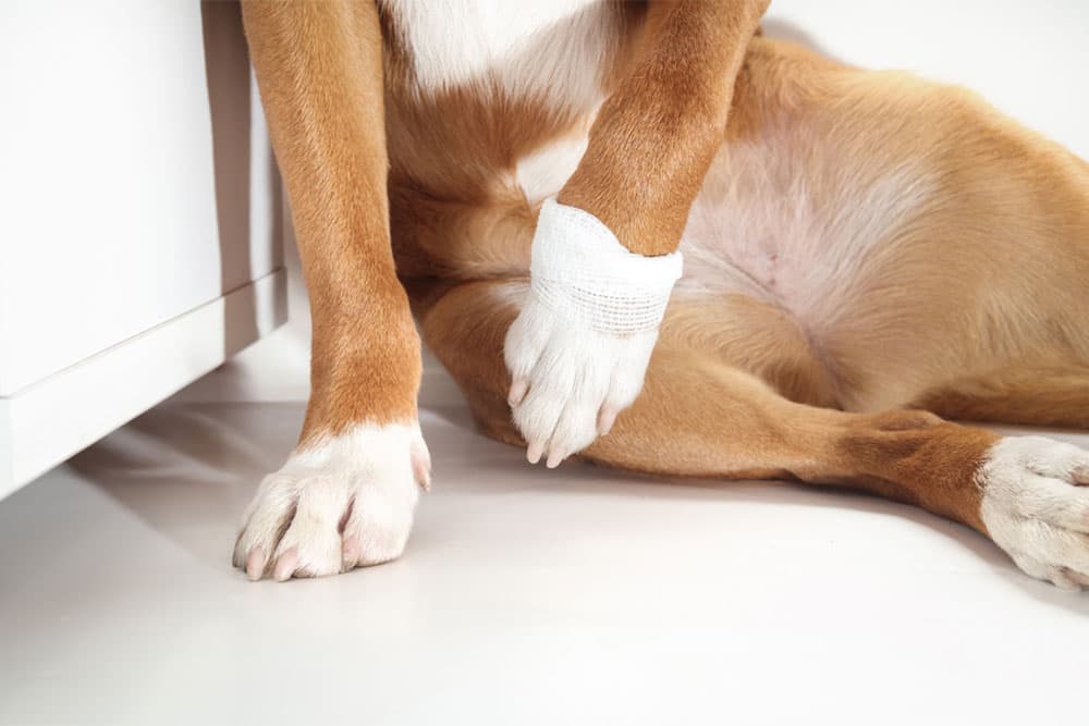 Why Is My Pet Limping? Diagnostic Solutions for Concerned Pet Parents