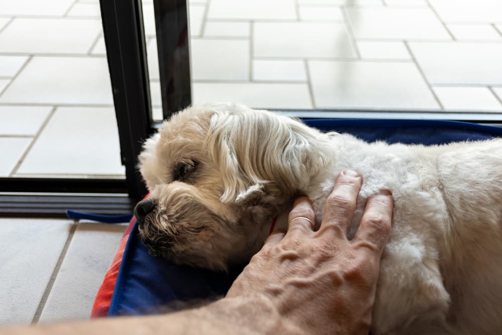 Making the Difficult Decision: How to Know When It's Time for Euthanasia