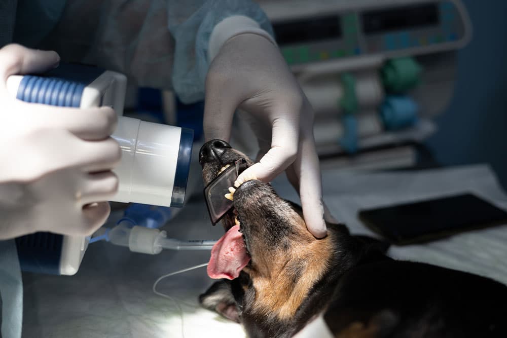 Why Your Pet Might Need Dental X-Rays