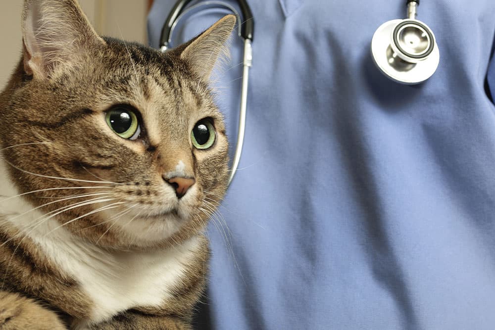 Emergency Signs in Pets: When to Seek Immediate Veterinary Care