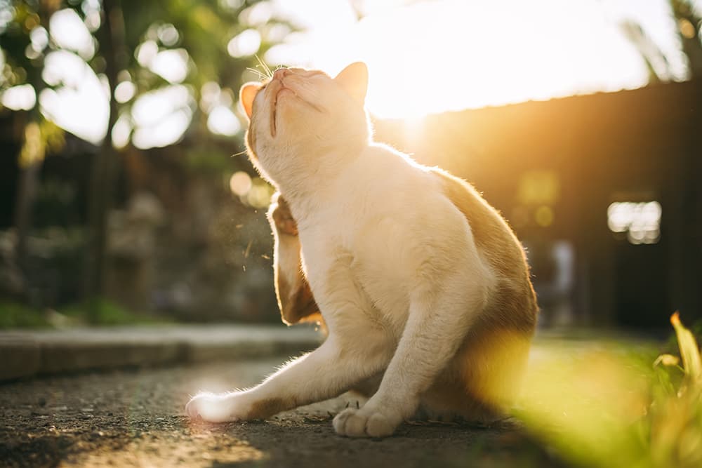 The Itch That Won't Quit: Flea Allergies in Florida