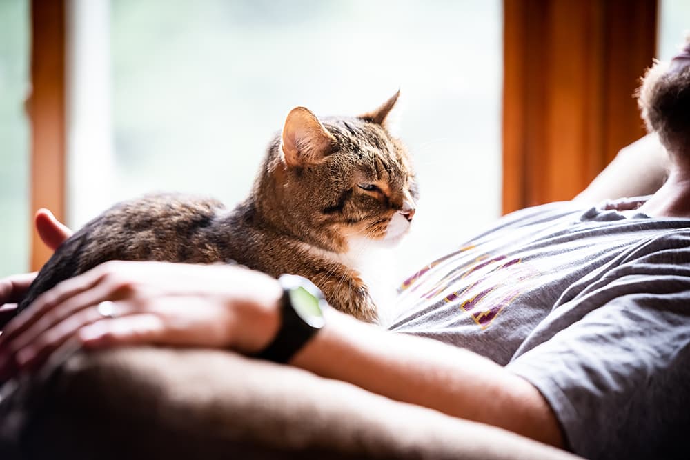 Senior Pets & Pain Management: What You Need to Know