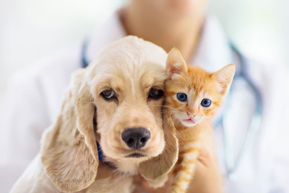 Your Guide to Pet Emergencies: Caring for Puppies and Kittens
