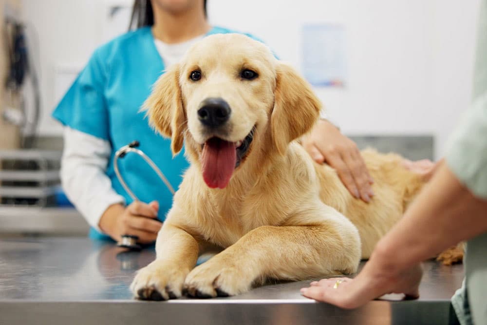 Understanding Pet Surgeries: Expert Care at Skyway Animal Hospital