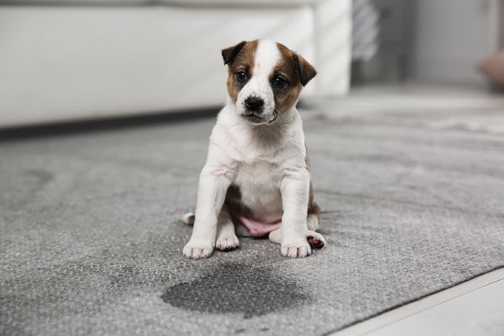 Effective Strategies for Your Pet's Urinary Health