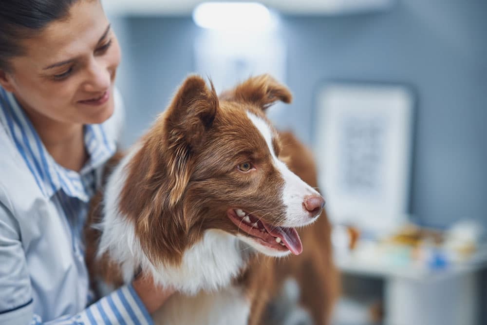 Understanding and Caring for Pets with Kidney Disease