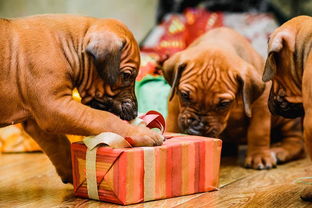 Happy Holidays with Your Pets: Simple Safety Tips