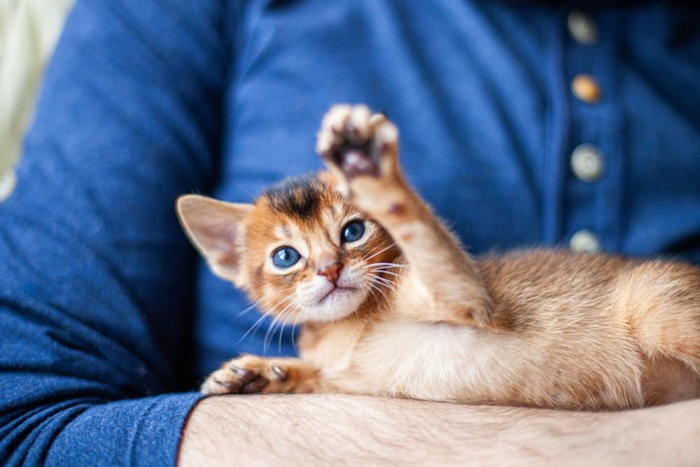 Welcome Home, Little Furball! Tips for Giving Your Kitten the Best Start