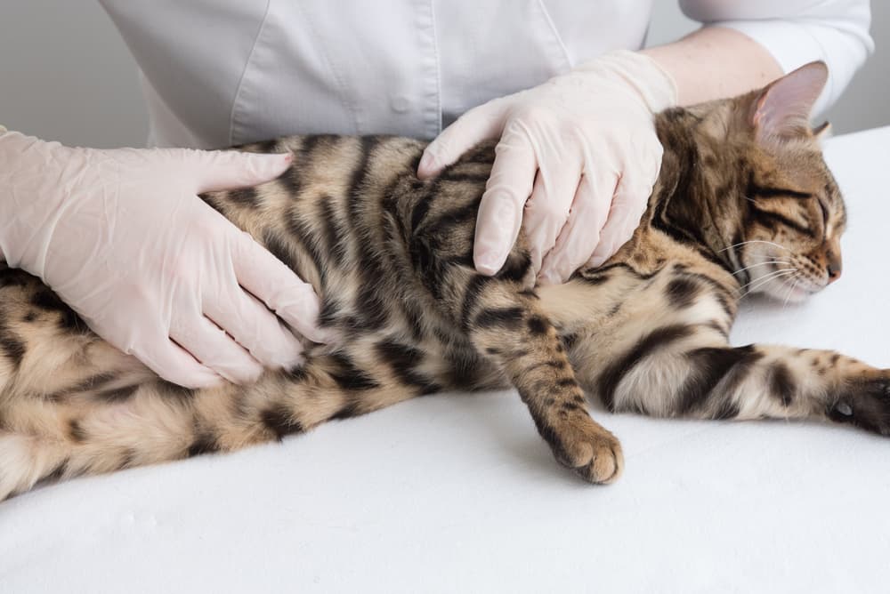 Understanding Pancreatitis in Pets: Causes, Symptoms, and Treatment