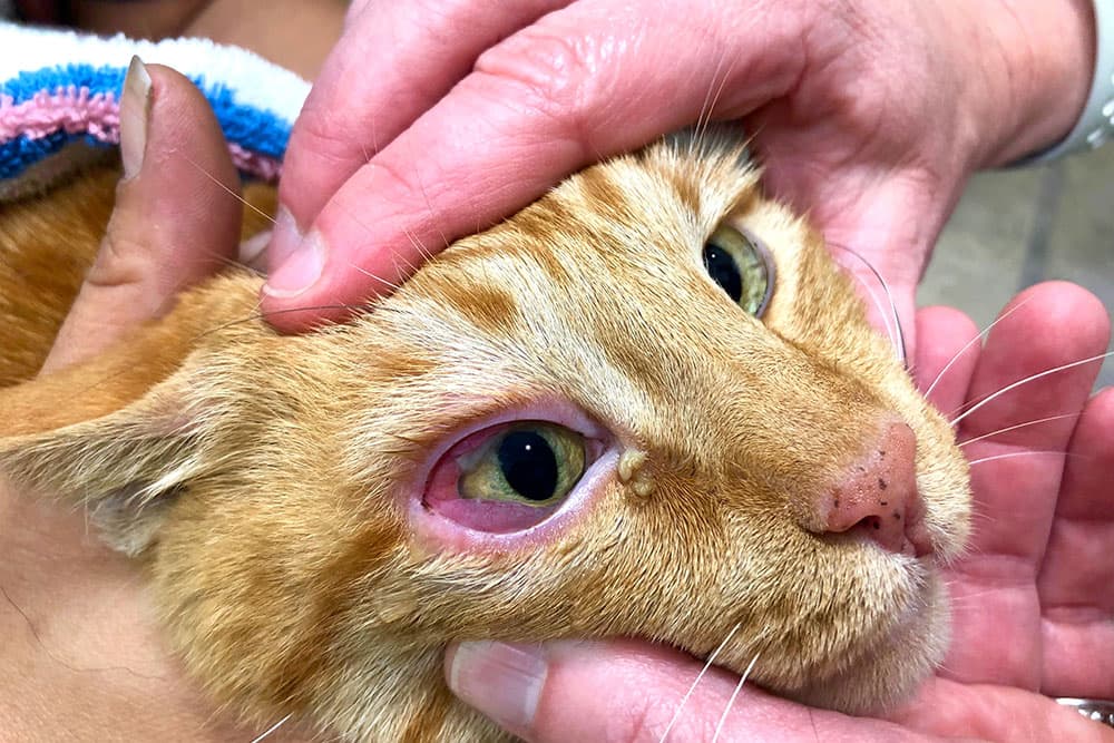 Red Eyes, Big Concerns: What That Redness in Your Pet's Eye Could Be Telling You
