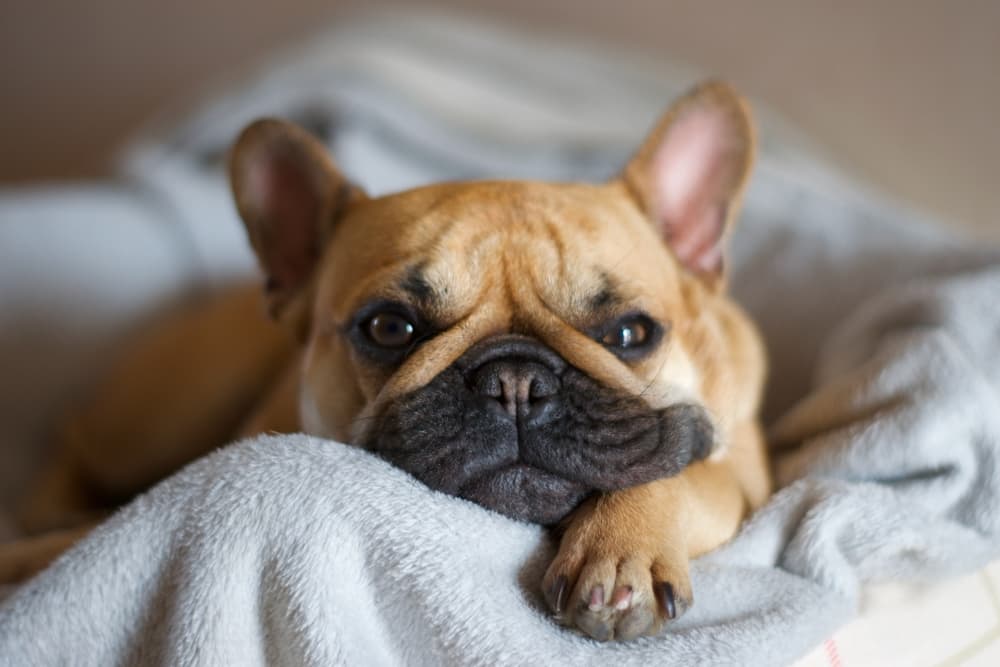 Caring for a French Bulldog: Health Tips and Breed-Specific Needs