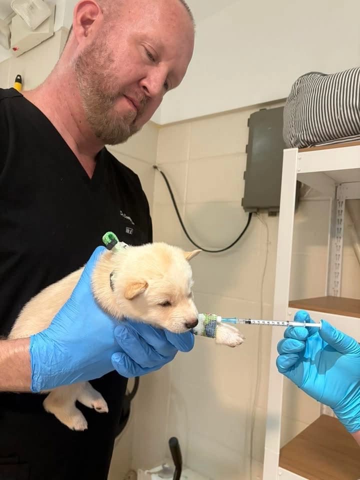 Frosty's Case: How Our Community Came Together to Save 11 Puppies