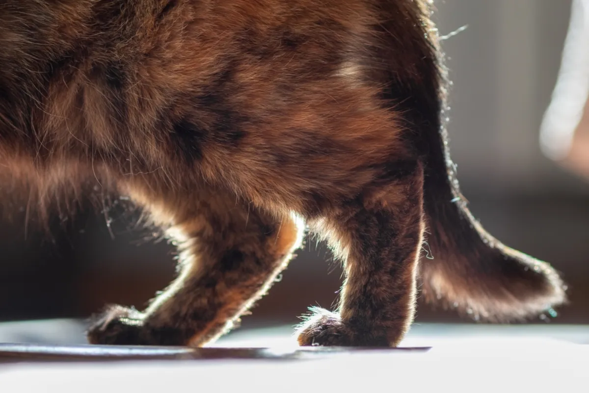 Soothing the Ache: Arthritis in Cats and Dogs