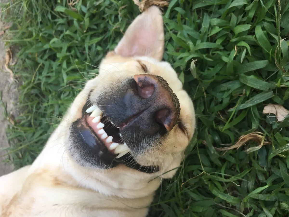 Pet Dental Health: Happy Smiles and Healthy Lives