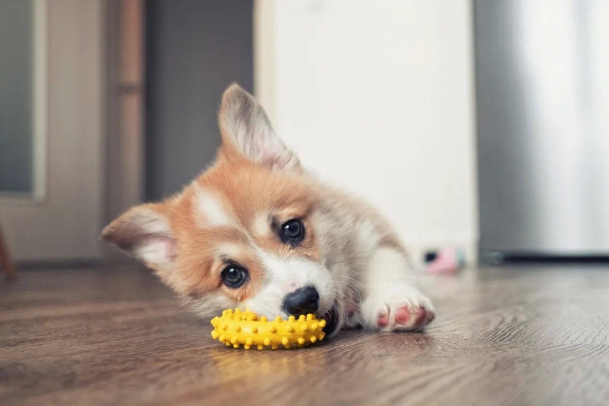 How to Make Your Puppy's First Year a Great One