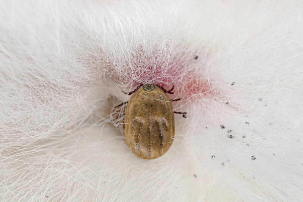 Don't Let Lyme Disease Tick Off Your Pets