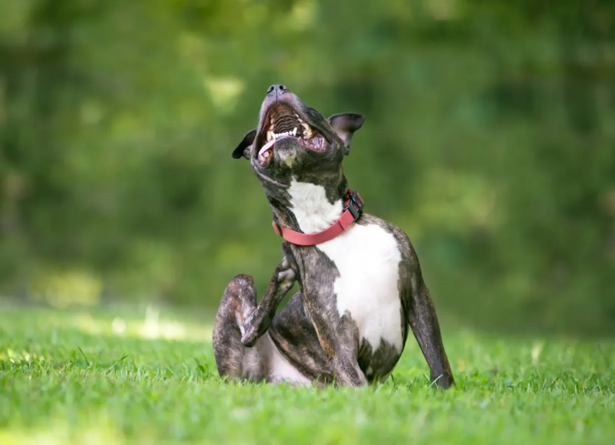 Common Skin Issues in Pets