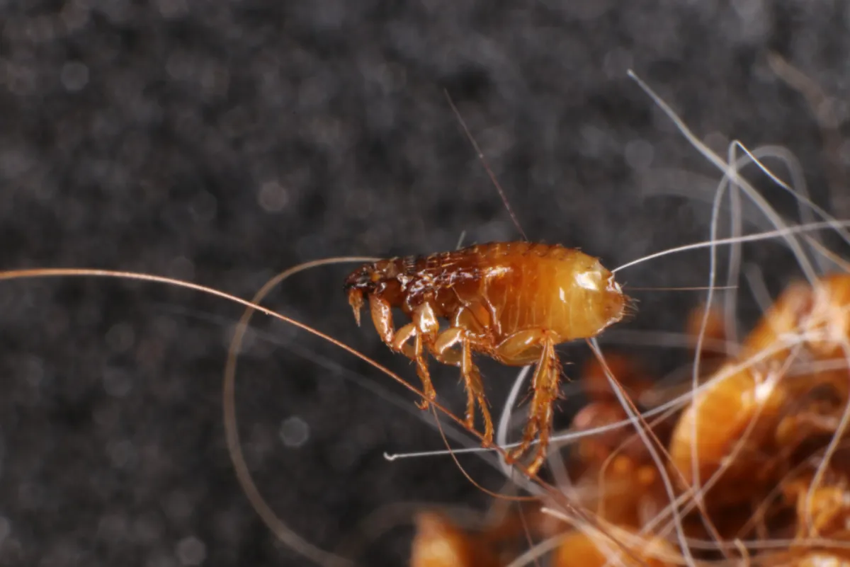 Flea & Tick Protection for Florida Pets