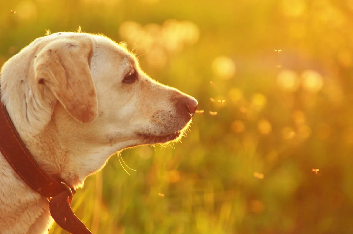 Protect Your Pet From Heartworm in Florida