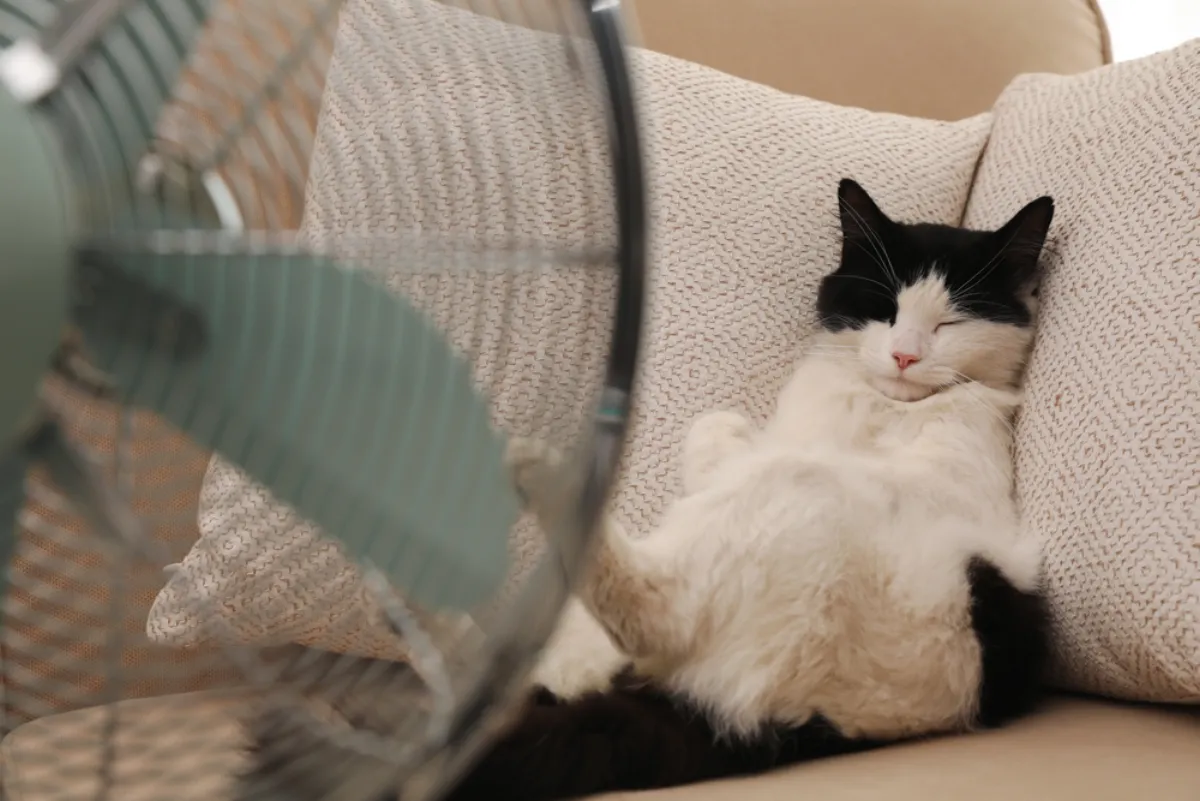 Summer Pet Safety Tips for Florida