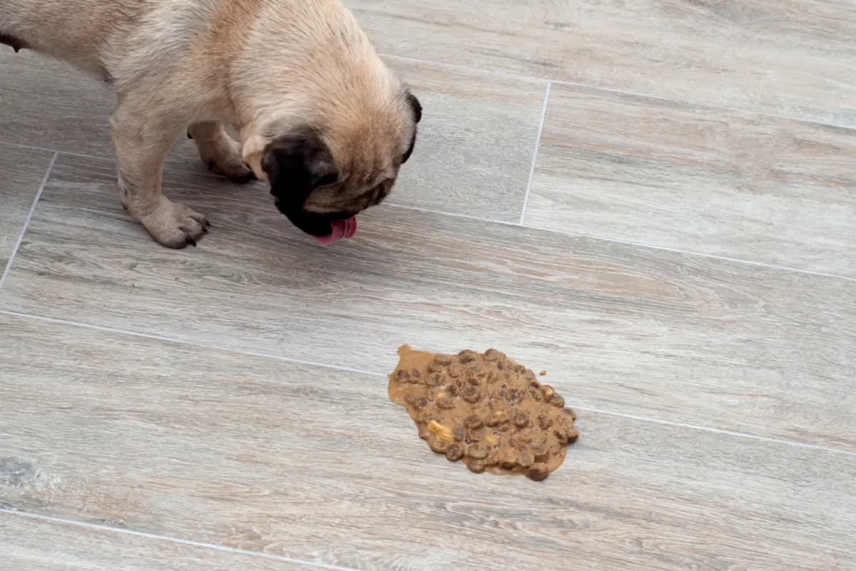 Vomiting in Dogs: How to Tell If It's an Emergency