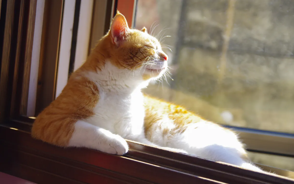 Made in the Shade: Florida Pet Summer Tips