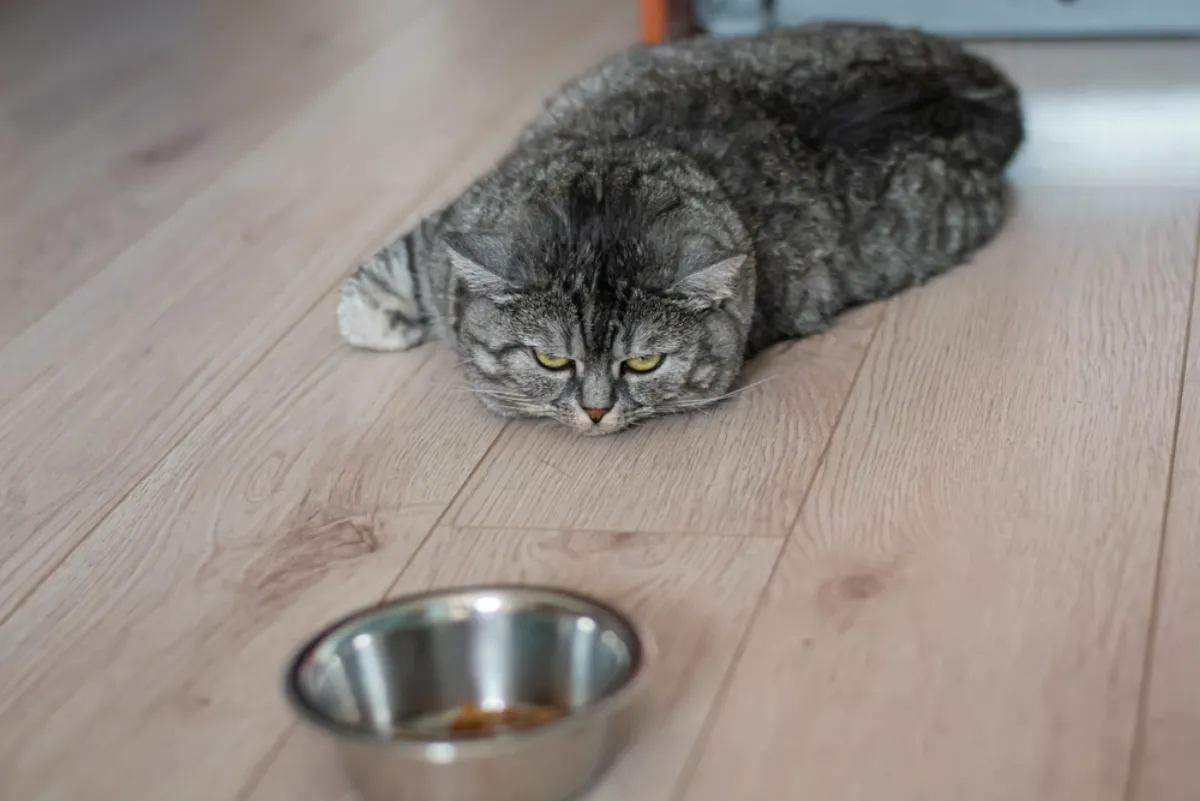 Changes in Your Pet You Shouldn't Ignore