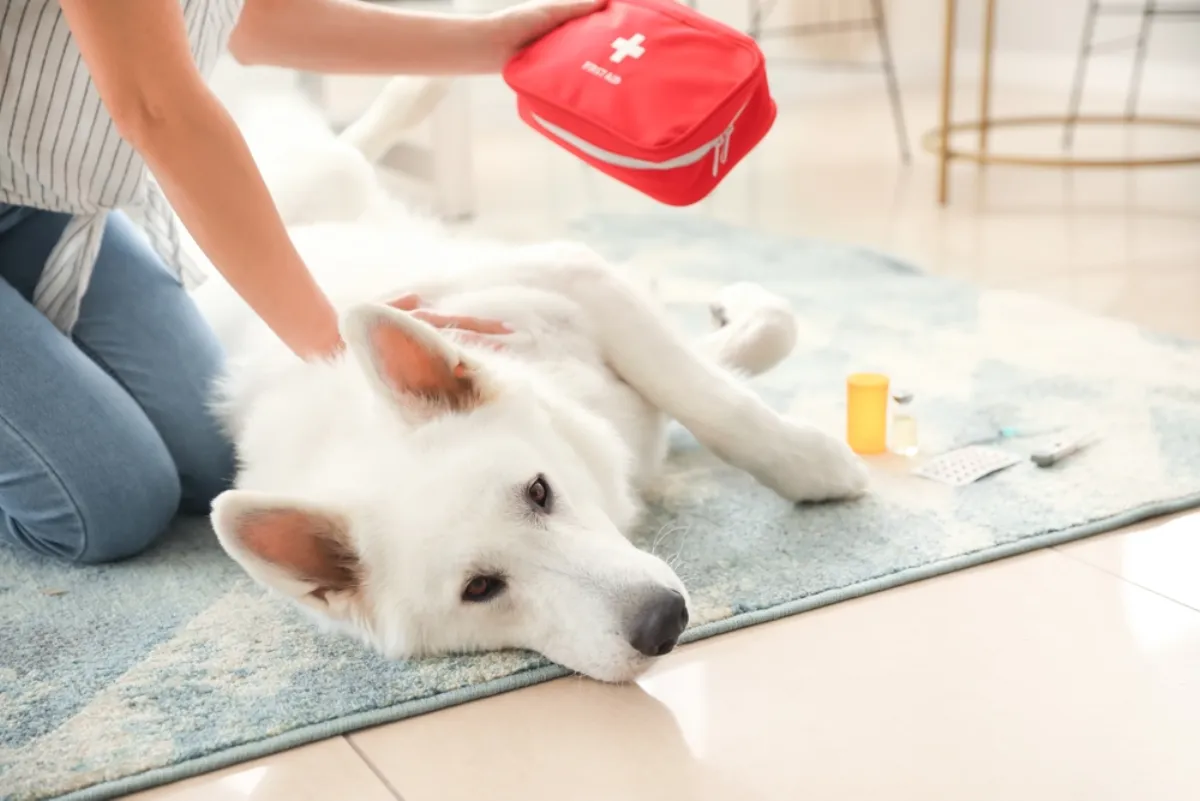 When Pets Go Wild: First Aid Tips