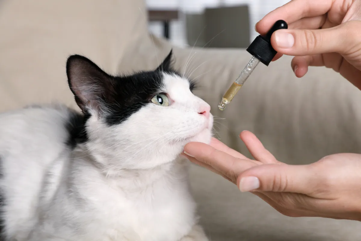 How to Medicate Your Pet Safely & Effectively: A Guide from Skyway Vets