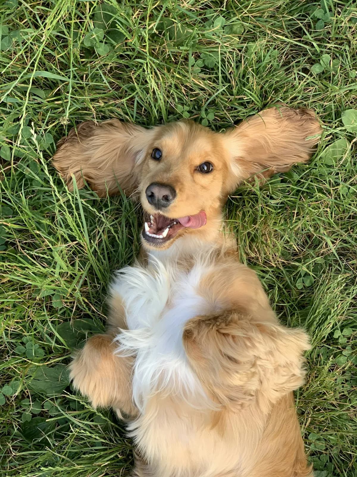 Why Does My Dog Eat Grass? A Veterinarian's Guide