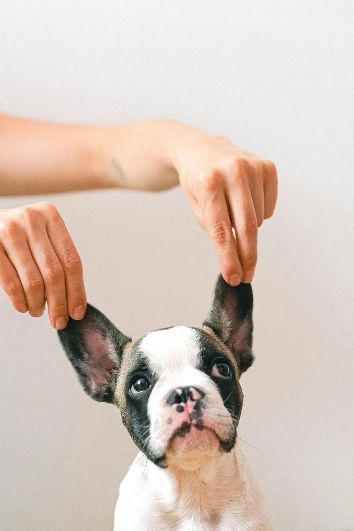 Dog Ear Infections: Signs, Causes, and Treatment