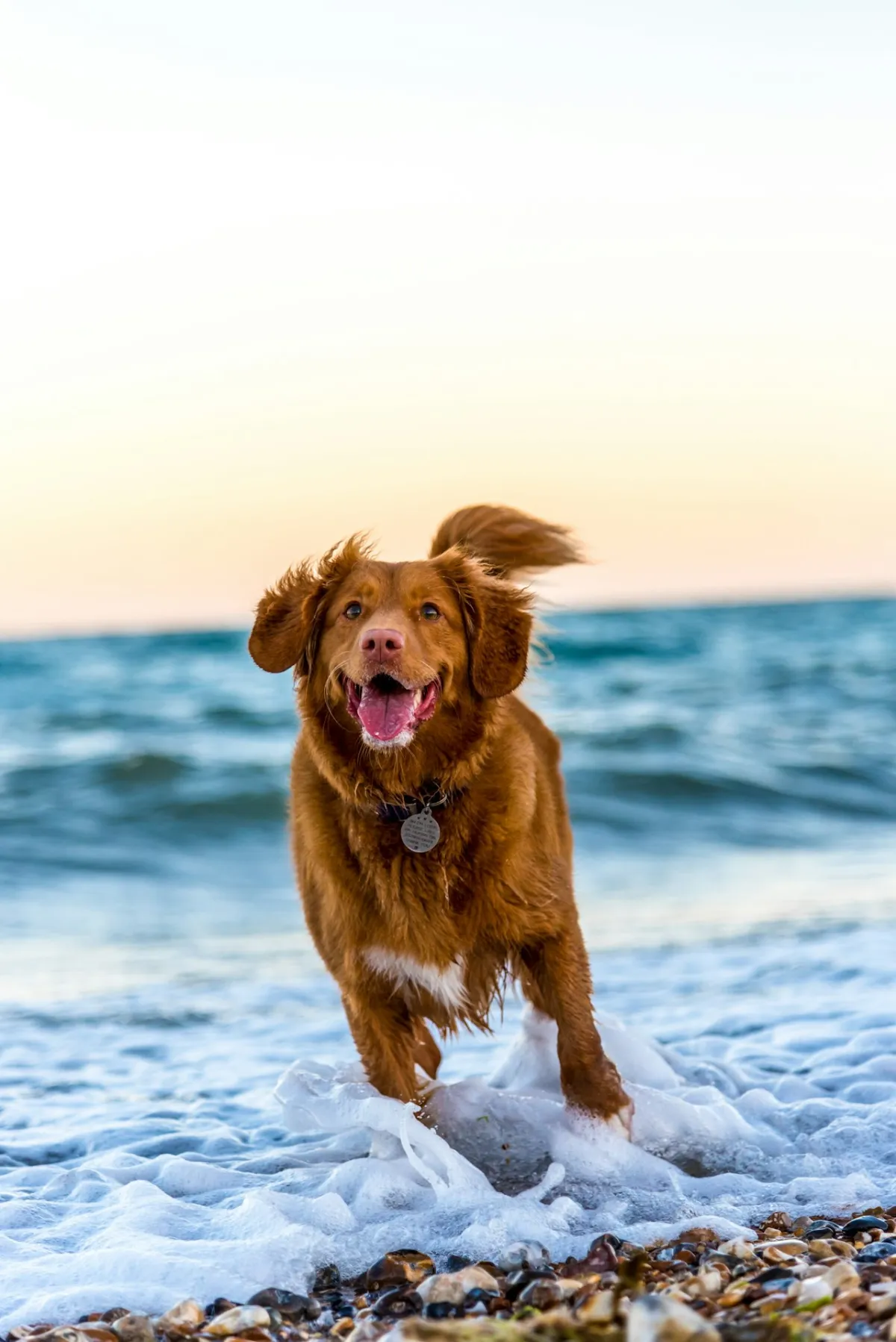 Best Dog Breeds for Florida's Climate