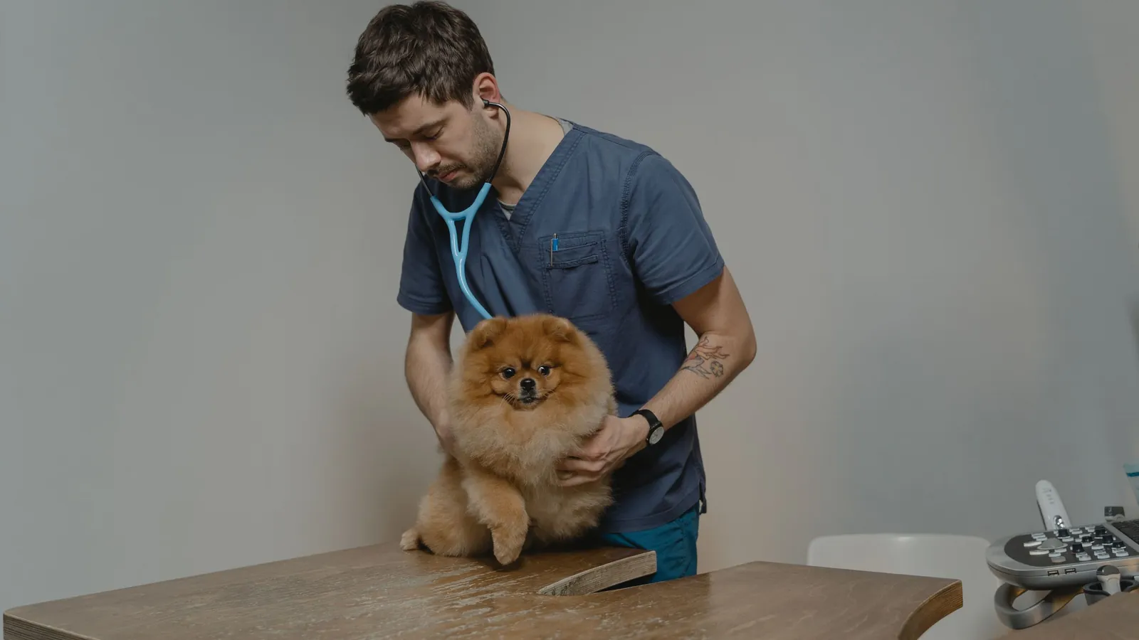 What Happens at a Pet Wellness Exam (and Why Once a Year Matters)