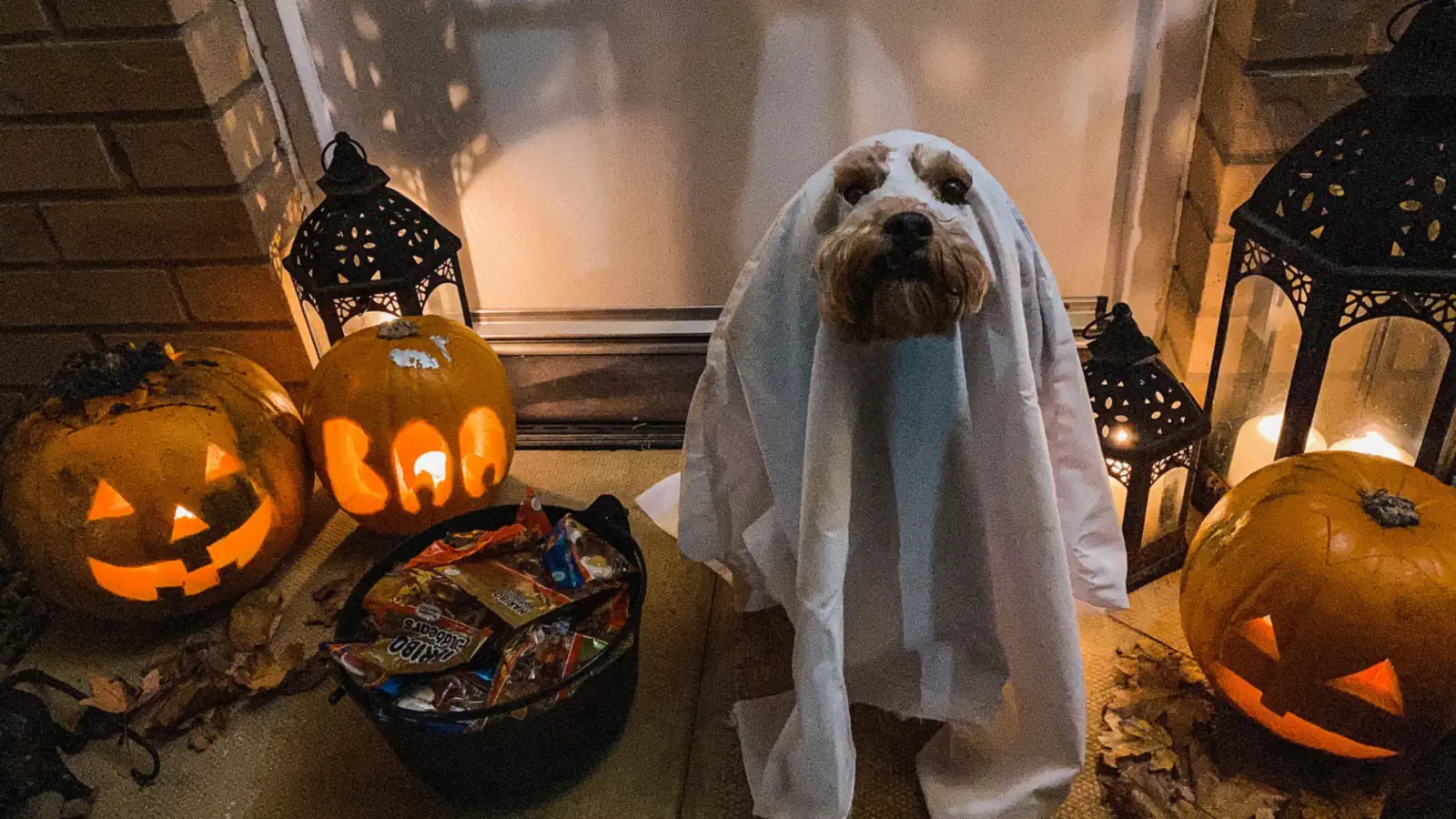 Halloween Pet Safety: Chocolate, Xylitol, Costumes and Door-Dashers