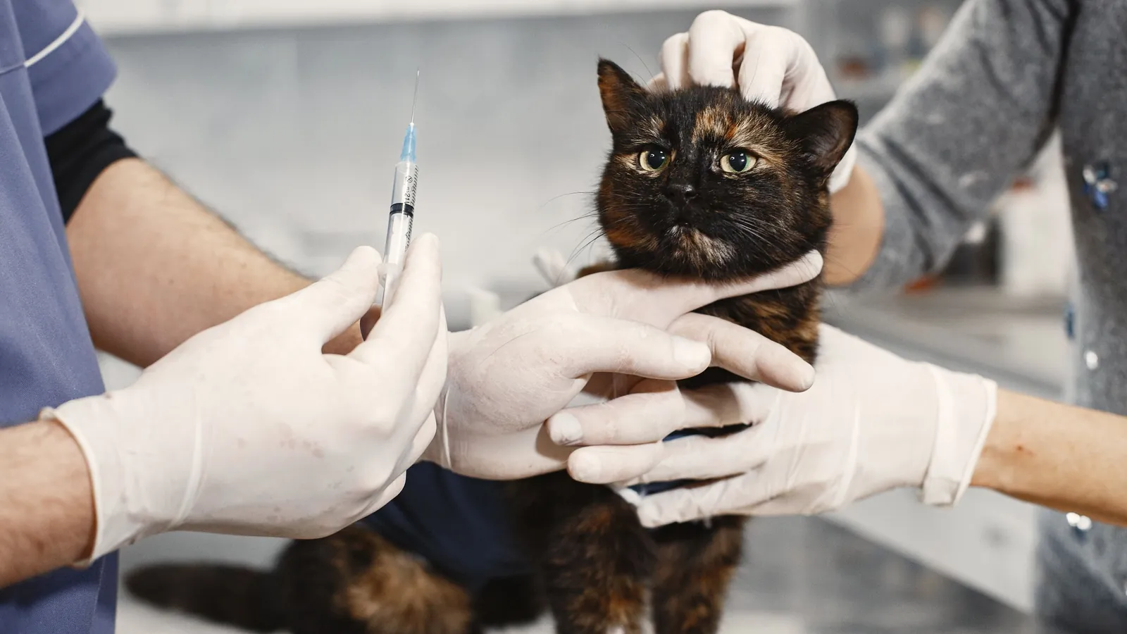 Core vs. Lifestyle Vaccines: What Florida Dogs and Cats Actually Need