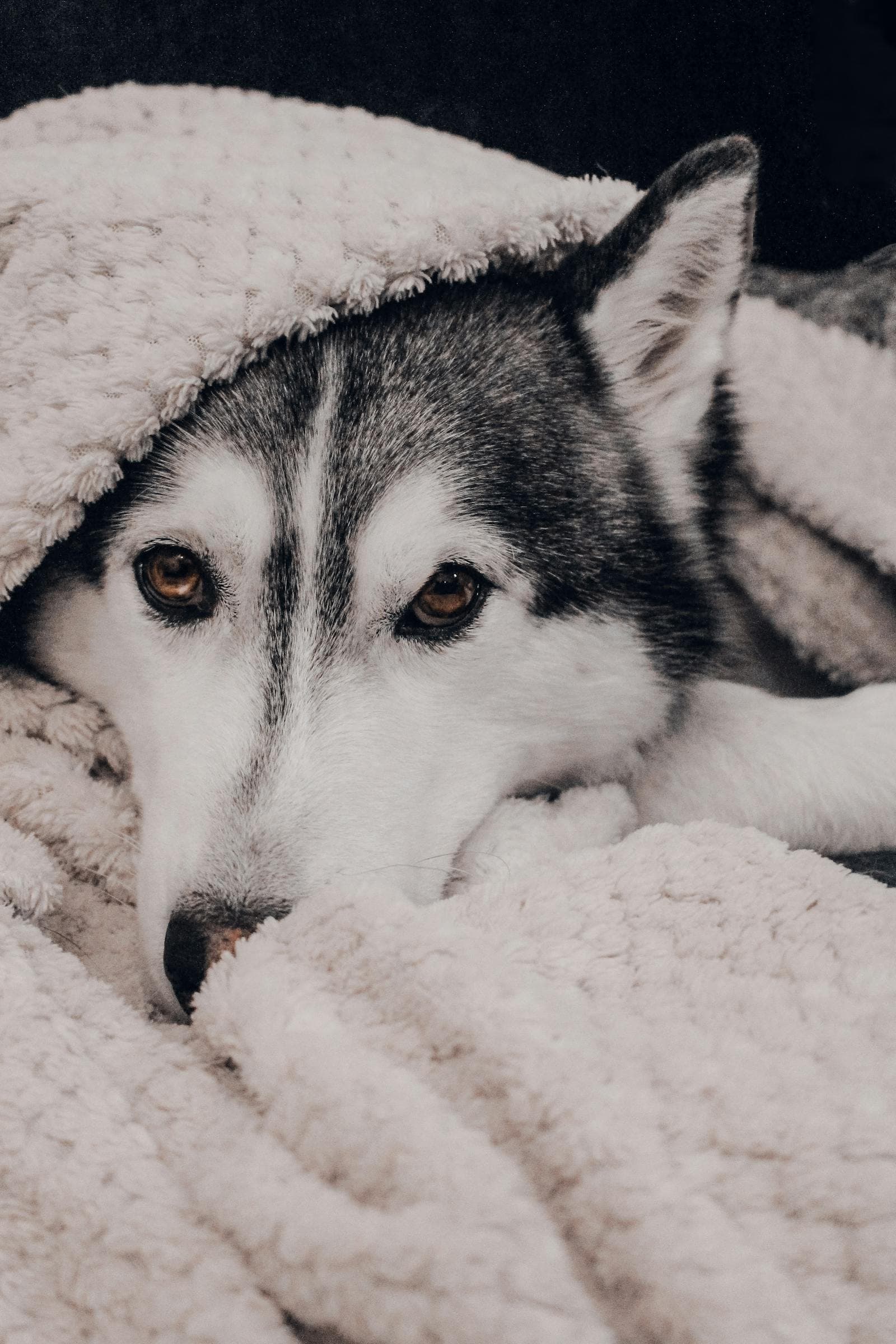 Fireworks, Thunderstorms, and Anxious Pets: A Florida Storm Season Guide