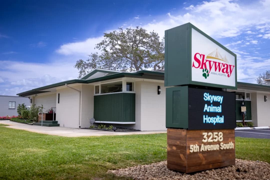 Skyway Animal Hospital exterior - welcoming clinic entrance in St. Petersburg