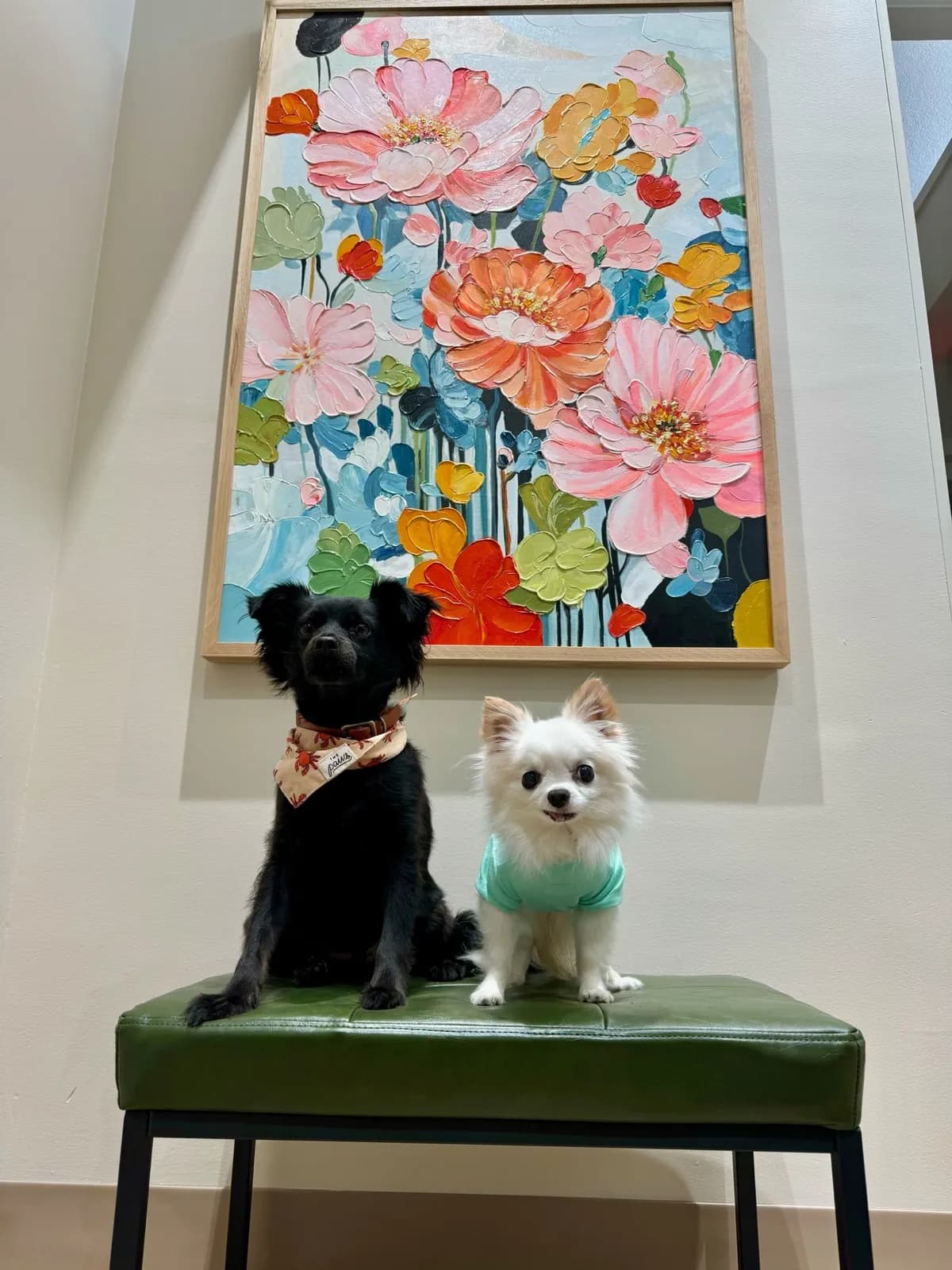 Dogs enjoying our mid-century decor
