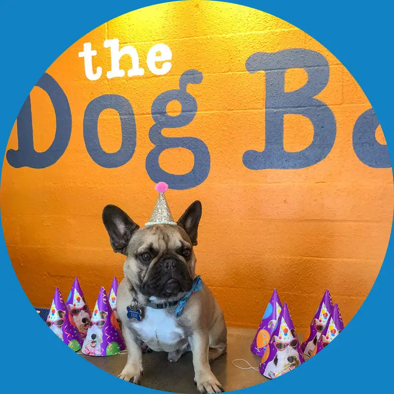 The Dog Bar