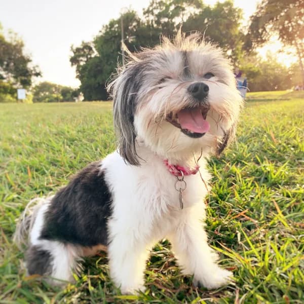 Crislip Arcade Dog Park