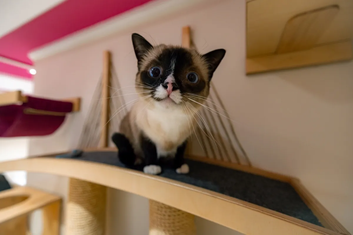 Relaxed cat at the clinic