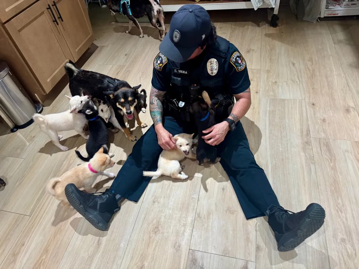 Happy pet after dental care